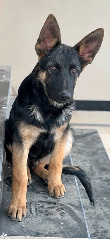 Pedigree German Shepherd 0