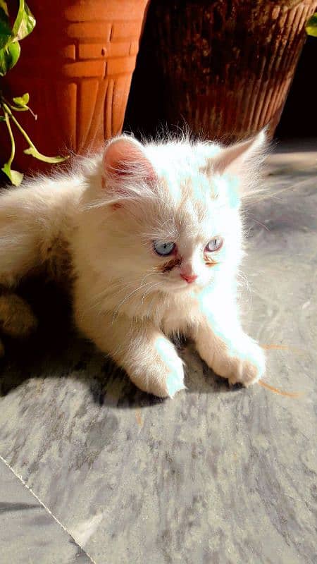 Female Persian Kittens 4