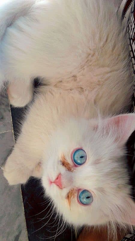 Female Persian Kittens 5