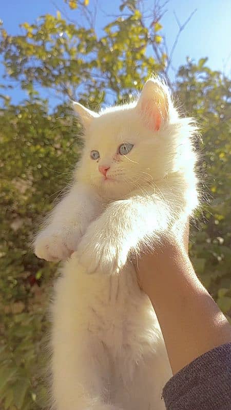 Female Persian Kittens 8