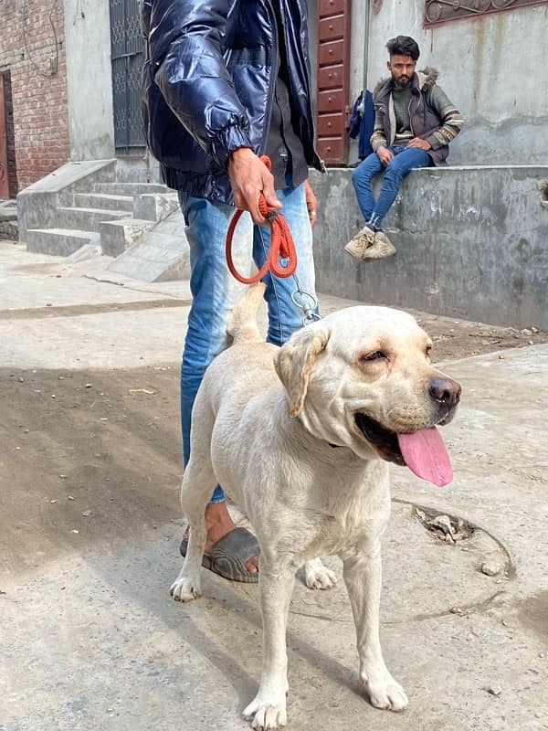 Labra dog Female 2