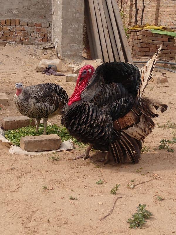 Healthy and active turkey pair 0