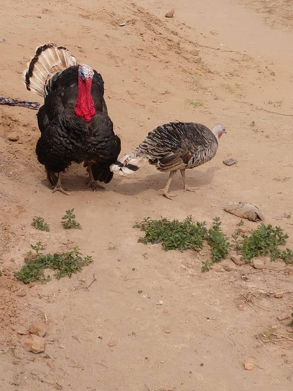 Healthy and active turkey pair 2