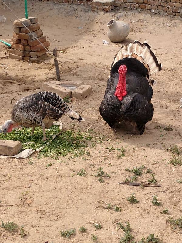 Healthy and active turkey pair 3