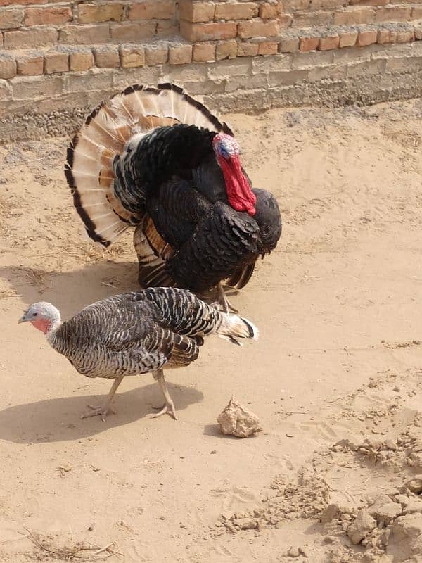 Healthy and active turkey pair 4