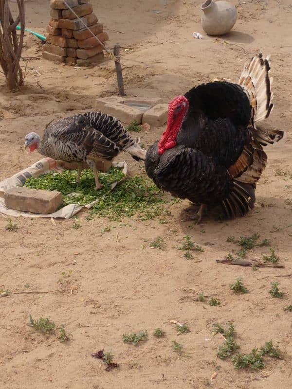 Healthy and active turkey pair 5