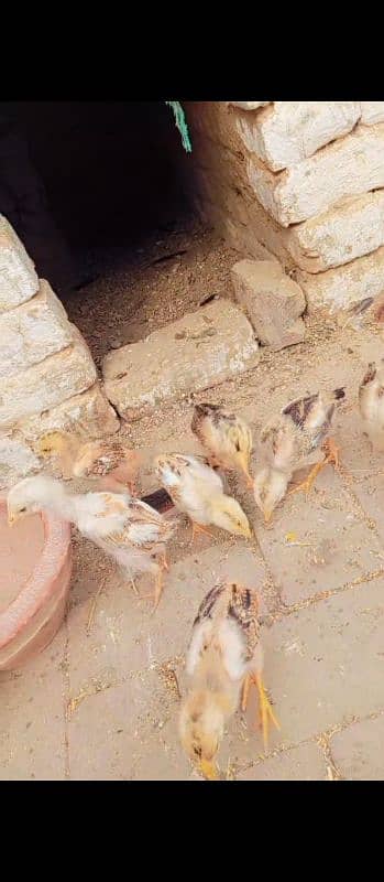 Pakistani Aseel 7 chicks for sale 3