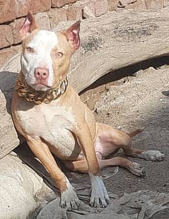 pitbull feemale for sale age 6 mont