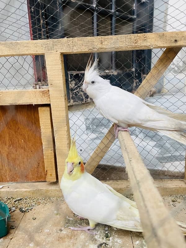 Enno Cockateil Breeder Pair 1