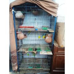 urgent sale budgies with cage