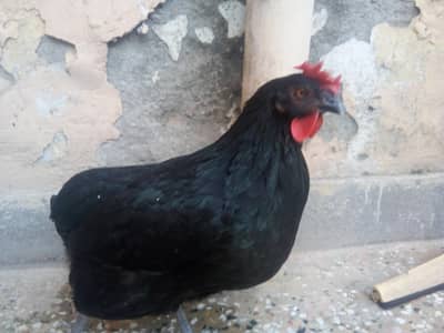 egg laying hen