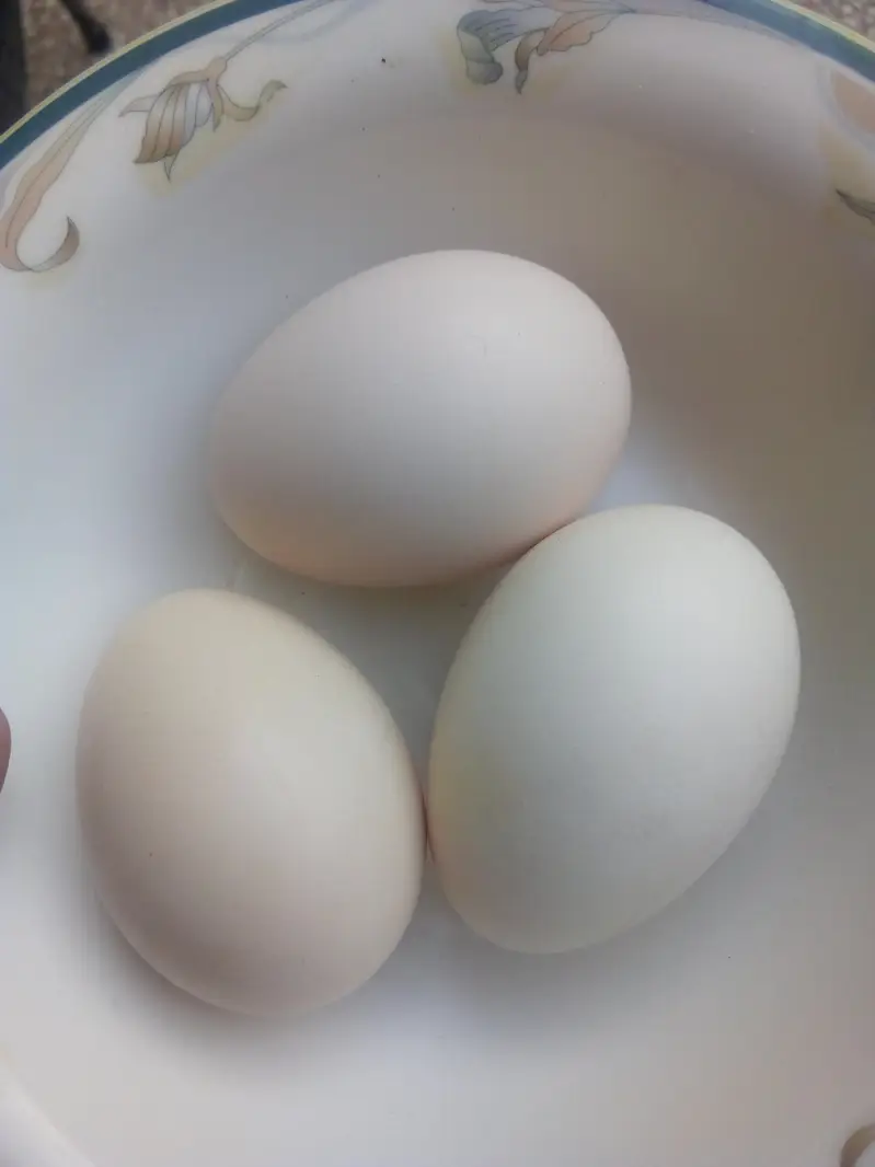 egg laying hen — photo 2