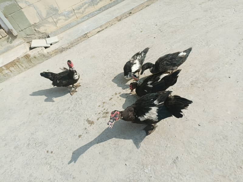 Black Mug Ducks for Sale 0