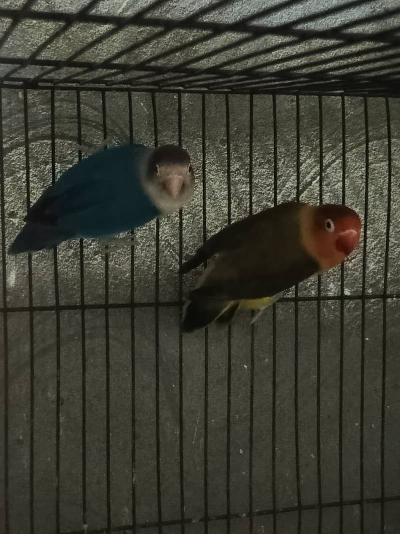 Green Fisher and Blue fisher Lovebird bounded Pair 3