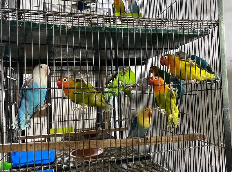 Lovebirds available for sale 1