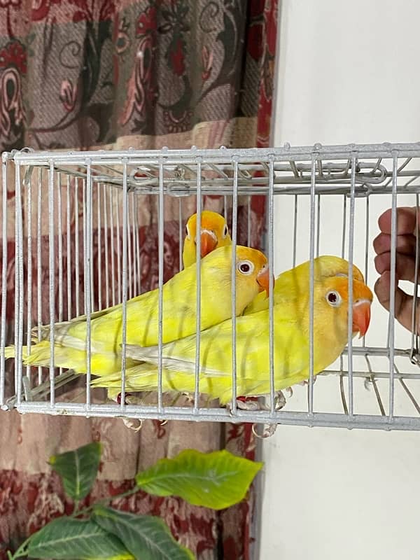 Lovebirds available for sale 6