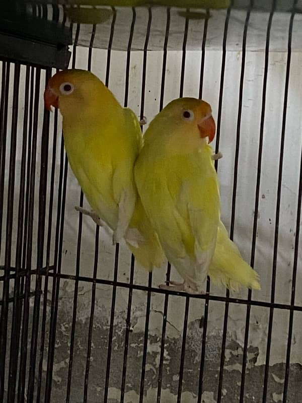 Lovebirds available for sale 7