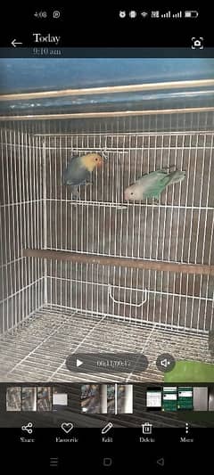 Blue Opaline and parblue opaline pair