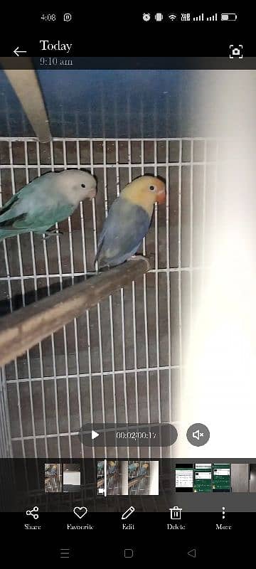 Blue Opaline and parblue opaline pair 2