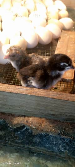 Aseel Sindhi Lakha ka chicks for sale