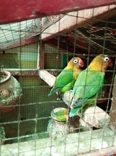 fesher parrot #green colour