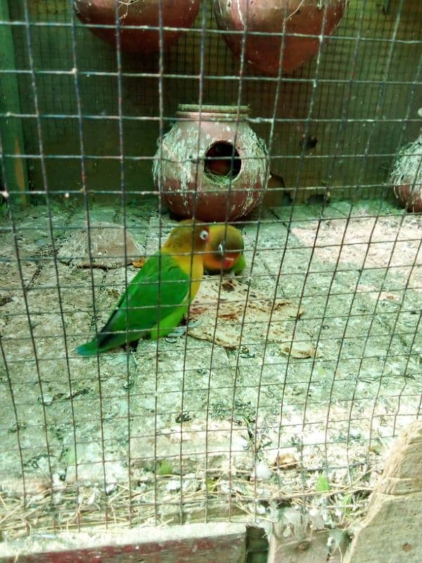 fesher parrot #green colour 1