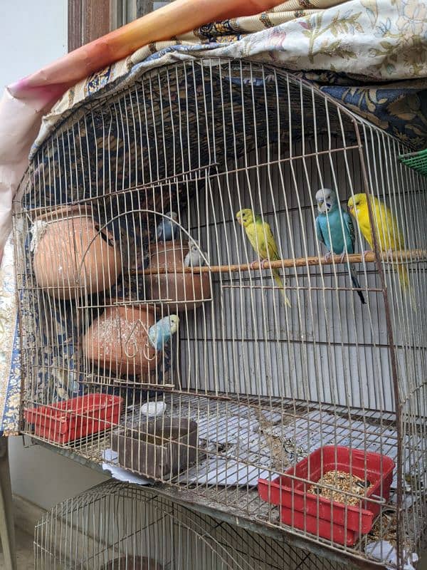 Birds/ chickens cage for sale bilkul okay hain saray 5