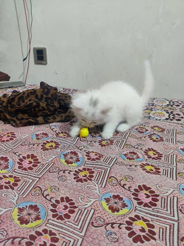 persoin cat for sale 4