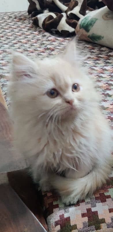 persoin cat for sale 6