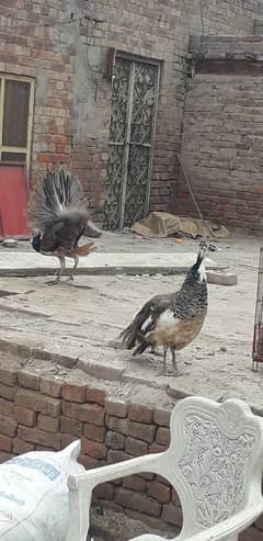 Peacock pair 03457984877