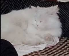 Persian cat