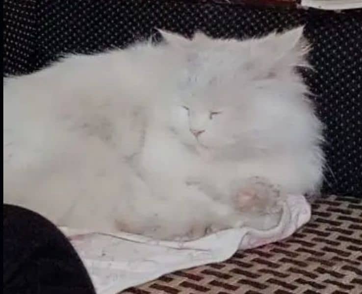 Persian cat 0