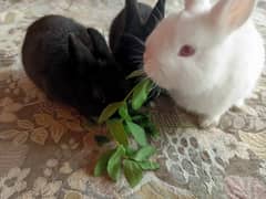 Netherland dwarf bunny