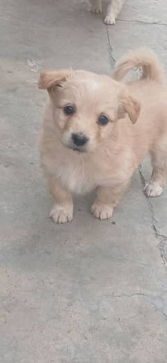 for sale Russian puppy