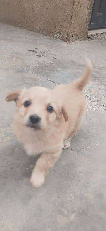 for sale Russian puppy 3