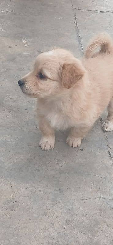 for sale Russian puppy 4