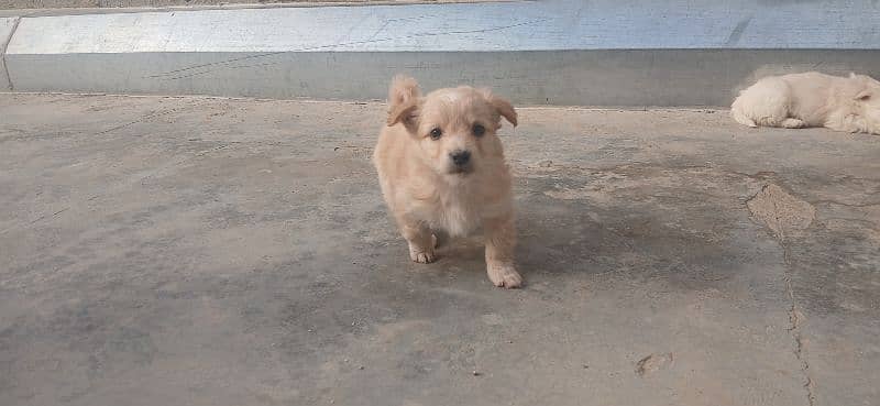 for sale Russian puppy 5