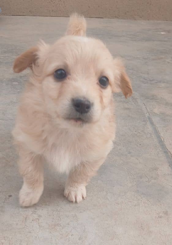 for sale Russian puppy 7