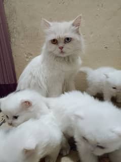 5 Persian Kitten