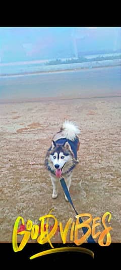 husky for sale age 12 months play full dog