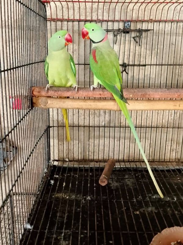 Raw parrot  Two breeder pairs for sale each pair 55 Thousand 0