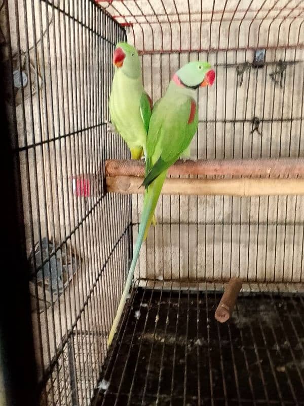 Raw parrot  Two breeder pairs for sale each pair 55 Thousand 1