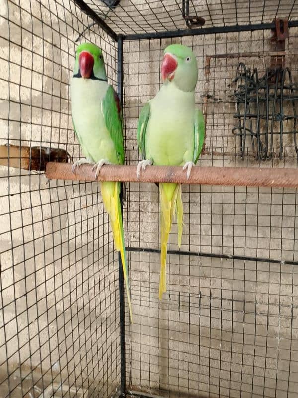 Raw parrot  Two breeder pairs for sale each pair 55 Thousand 2