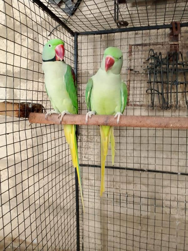 Raw parrot  Two breeder pairs for sale each pair 55 Thousand 3