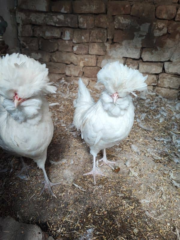 White Polish and White cochin heavy buff hens 0