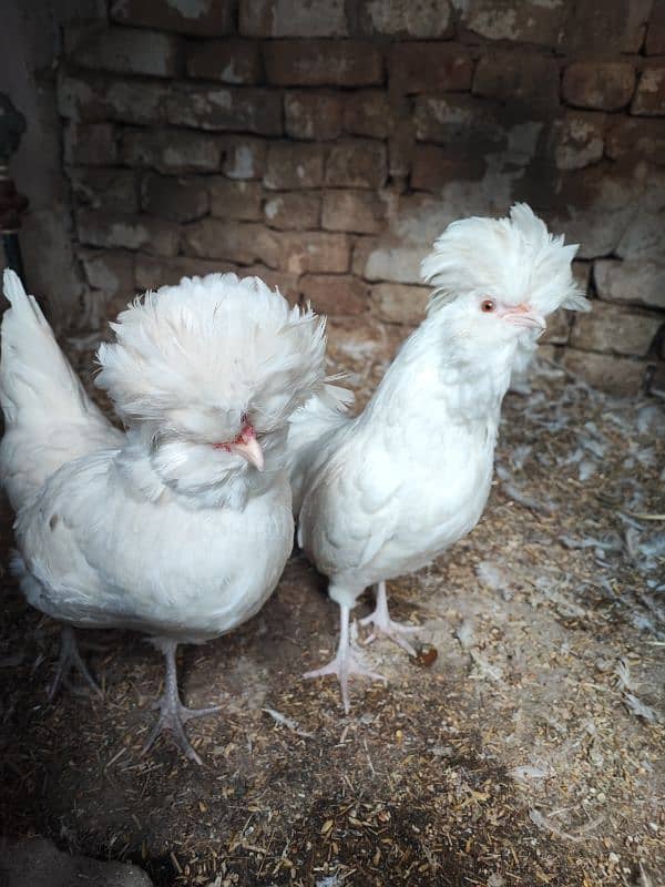 White Polish and White cochin heavy buff hens 1