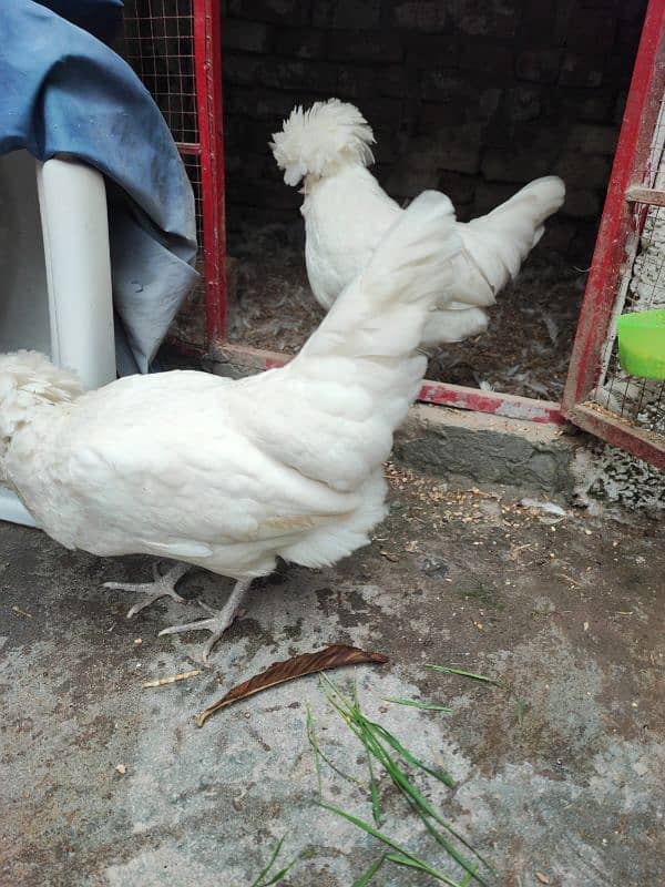 White Polish and White cochin heavy buff hens 2