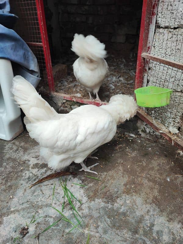 White Polish and White cochin heavy buff hens 3