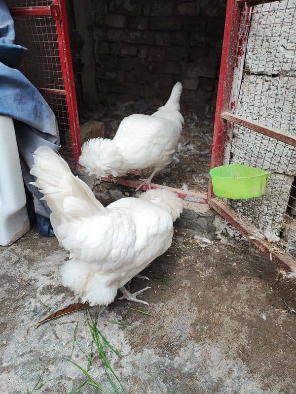 White Polish and White cochin heavy buff hens 4