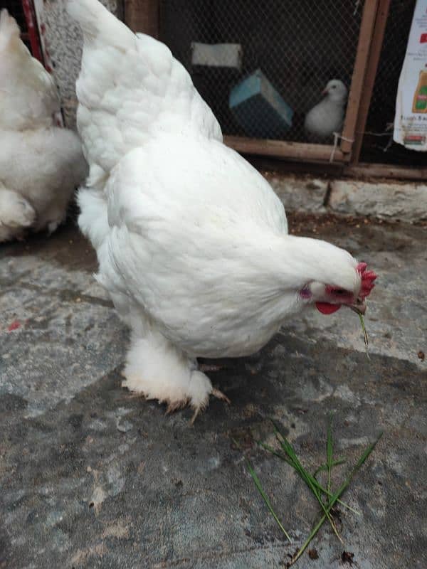 White Polish and White cochin heavy buff hens 5